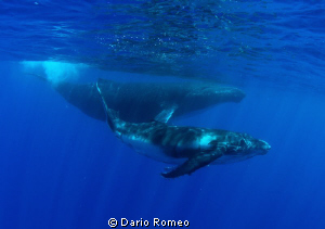 Whale Humpback is swimming with her baby
Nikon D90, 10,5... by Dario Romeo 